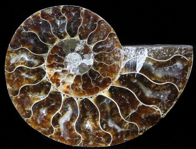Agatized Ammonite Fossil (Half) #56322